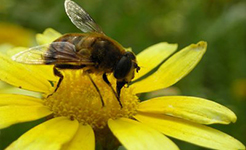 蜜蜂减少影响35%世界作物产量 威胁粮食安全人类健康