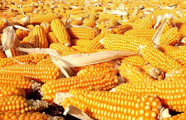 联合国粮农组织：全球食品价格6月略有下滑