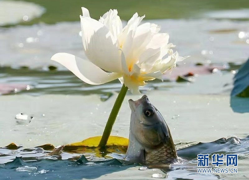 夏日荷塘鱼戏荷花