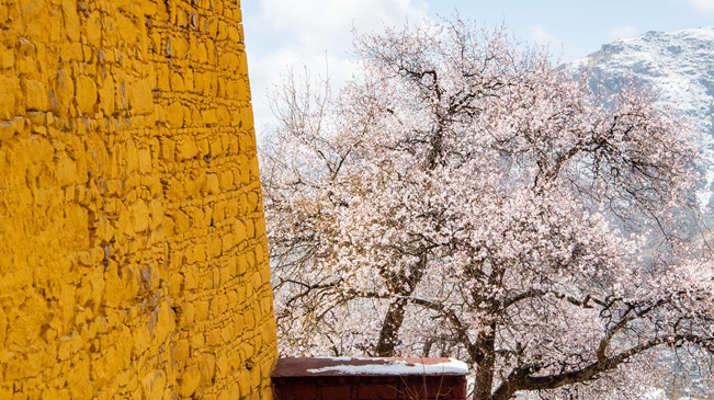 西藏：山寺桃花开